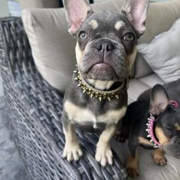 French Bulldog Puppies from Prestige French Bulldogs