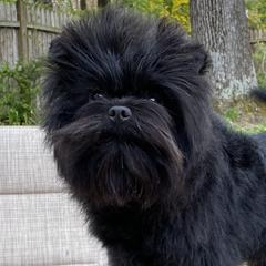 Rocky - Affenpinscher