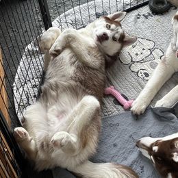 Red - Red and white Siberian Husky puppy in Ocosta, Washington from Shaffer Family Farm