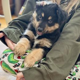 Smokey - Black tri male Miniature Australian Shepherd puppy in Harpers Ferry, West Virginia from Carter's Cuties