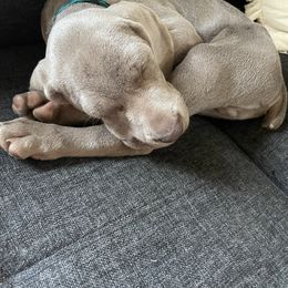 Weimaraner Puppies from Rowan’s Weimaraners