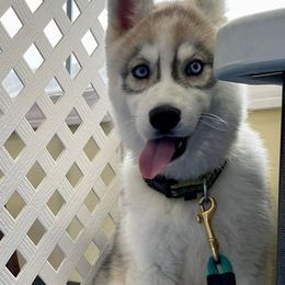 Siberian Husky Puppies from Stoli Siberians