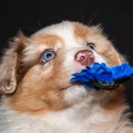 Blue Girl (waiting for you to name her) - Red merle female Australian Shepherd puppy in Canby, Oregon from Minuet Australian Shepherds