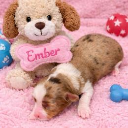 Ember - Red merle female Miniature American Shepherd puppy in Covington County, Florida from Sweetbay Aussies/ Miniature American Shepherds