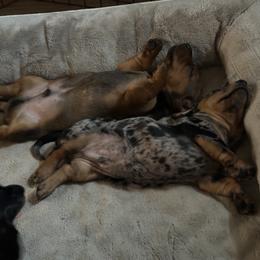 Dachshund Puppies from BZ’s Pupperoni Fractory