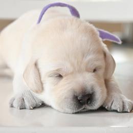 Miss Violet - Yellow female Labrador Retriever puppy in Pasco, Washington from ROCK CREEK LABRADORS
