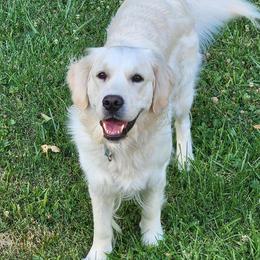 Angel - Golden Retriever