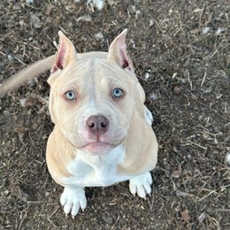 Valkyrie - Fawn female American Bully puppy in Nebraska from Wulfsbane American Bullies