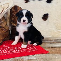 'Judy' - Black tri-color female Australian Shepherd puppy in Durand, Wisconsin from Larson’s Legacy Aussome Aussie Kennels