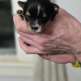 Male 1 - Black & tan tri-color male Morkie puppy in Pittsburgh, Pennsylvania from Maria's Morkies & More