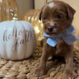 Cider - Red  male Goldendoodle puppy in Trenton, Tennessee from Pickard’s country Golden doodles