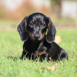 Dachshund Puppies from Mom's Dachshunds