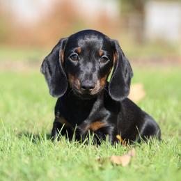 Dachshund Puppies from Mom's Dachshunds
