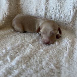 Hunter - Cream Dachshund puppy in Perris, California from Doxie_pupps