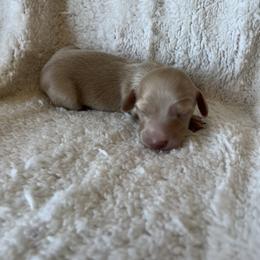 Hunter - Cream Dachshund puppy in Perris, California from Doxie_pupps
