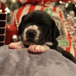 Elinor - Mantle female Great Dane puppy in Albuquerque, New Mexico from Legacy Danes