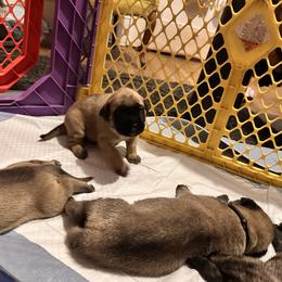 Teal collar - Fawn female Mastiff puppy in Lincolnton, North Carolina from Little Mountain Mastiffs