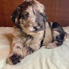 Double Doodle and Labradoodle Puppies from Molly’s Doodles