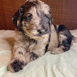Double Doodle and Labradoodle Puppies from Molly’s Doodles