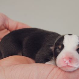 Pembroke Welsh Corgi Puppies from Ridge Top Corgis