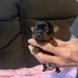 Summer - Blue and gold female Yorkshire Terrier puppy in Greenville, South Carolina from Emerald Isle Yorkies