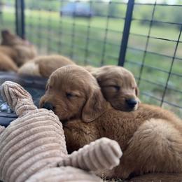 Golden Retriever Puppies from Shupe’s Sweet Southern Goldens