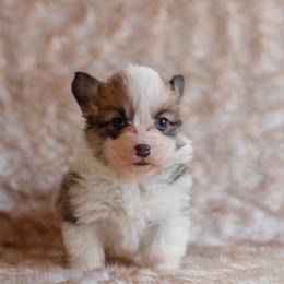 Girl 1 - Sable female Pembroke Welsh Corgi puppy in La Grange, Wyoming from Merrygold Corgis