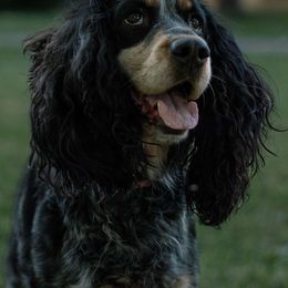 Kimber - English Springer Spaniel