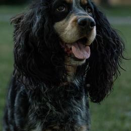 Kimber - English Springer Spaniel