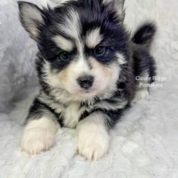 Vegas - Black and white male Pomsky puppy in Sheffield, Iowa from Clover Ridge Pomskies