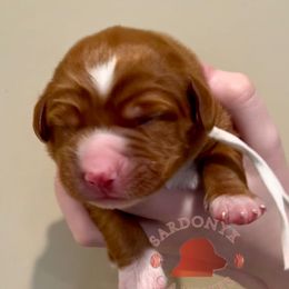 Nirvana - Red female Nova Scotia Duck Tolling Retriever puppy in Albany, New York from Sardonyx Canines