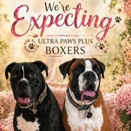 Boxer puppies from Ultra Paws Plus