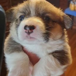 Pembroke Welsh Corgi Puppies from Mandi Coulter