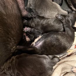 Boy 5 - Black male Cane Corso puppy in Tabor City, North Carolina from Dream Team Kennels