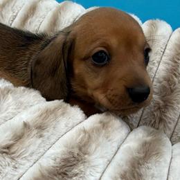Holden - Cream male Dachshund puppy in Corona, California from ChezBeale