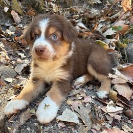 Maverick - Red tri-color male Australian Shepherd puppy in Grants Pass, Oregon from Carmel Mountain Aussies