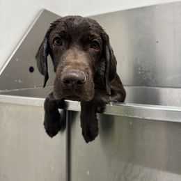 Labrador Retriever Puppies from Rose Gold Retrievers