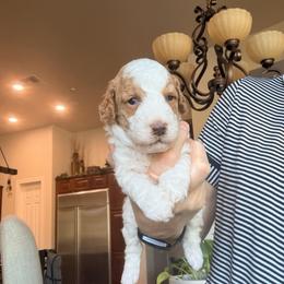 Huck - Parti male Goldendoodle puppy in Anthem/Phoenix, Arizona from Ironwood Doodles