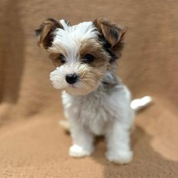 Link - Parti male Yorkshire Terrier puppy in Fredericksburg, Virginia from VA Exclusive Yorkies
