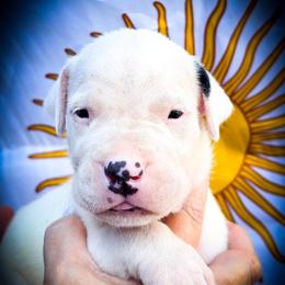 Boy 2 Goliath - White male Dogo Argentino puppy in San Diego, California from Debonair Dogos