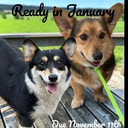 American Corgi puppies from KnR Antler Dogs ~ Labrador Retrievers & Corgis