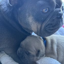 French Bulldog Puppies from Upcountry Frenchies