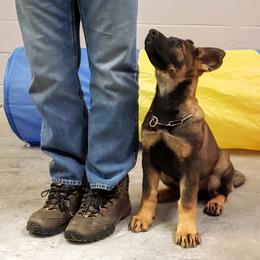 German Shepherd Puppies from Cintron K9