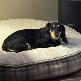 Pima - Dachshund