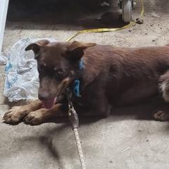 Izzy - Australian Kelpie