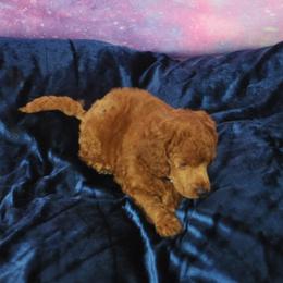 Poodle Puppies from Moyen Majestic Embrace