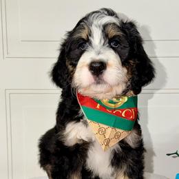 Moss - Tri-color male Bernedoodle puppy in Beecher, Illinois from Erica’s Doodles