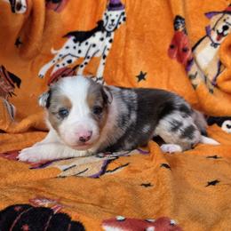 Flurry - Blue merle female Border Collie puppy in Menasha, Wisconsin from Little Rose Retrievers