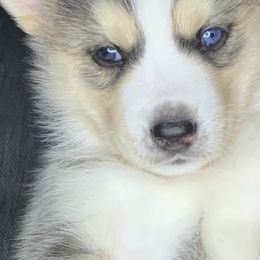 Siberian Huskies from Debra's Siberian Husky's