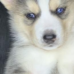 Siberian Huskies from Debra's Siberian Husky's